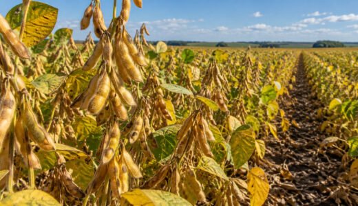 Imagem ilustrativa contextual: soybean close.